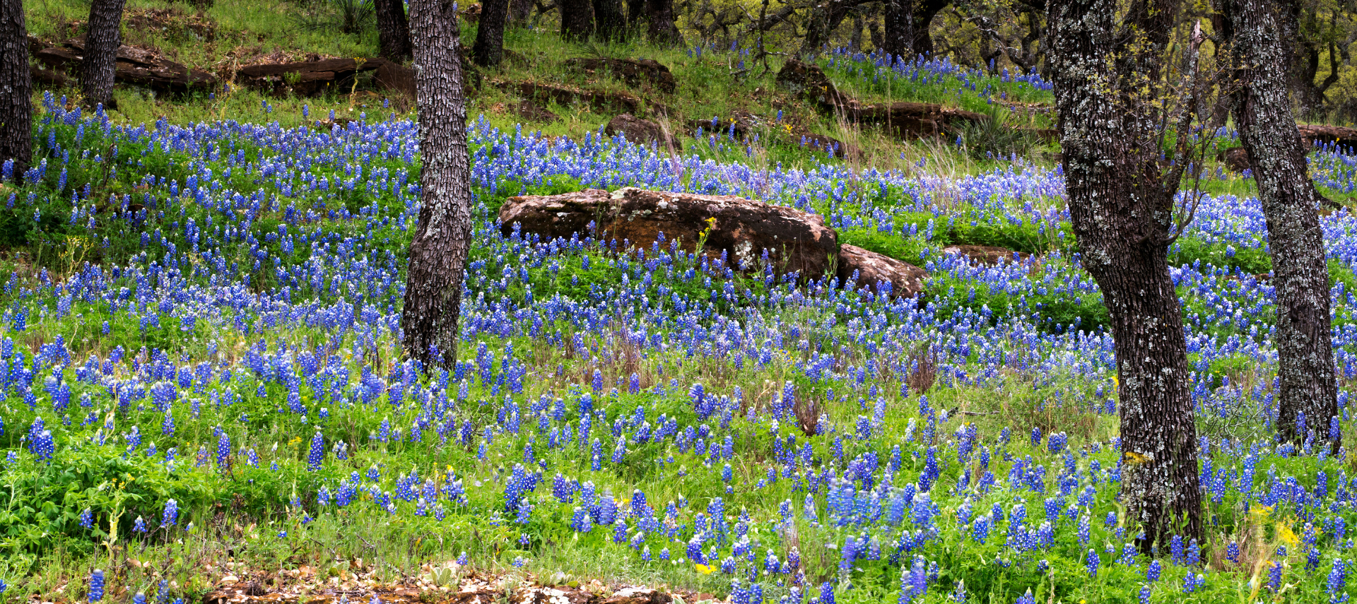 Image of BlueBonnets In Wimberley Texas