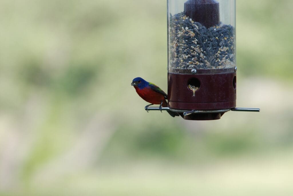 bird - Inn at Sunset Mill Ranch