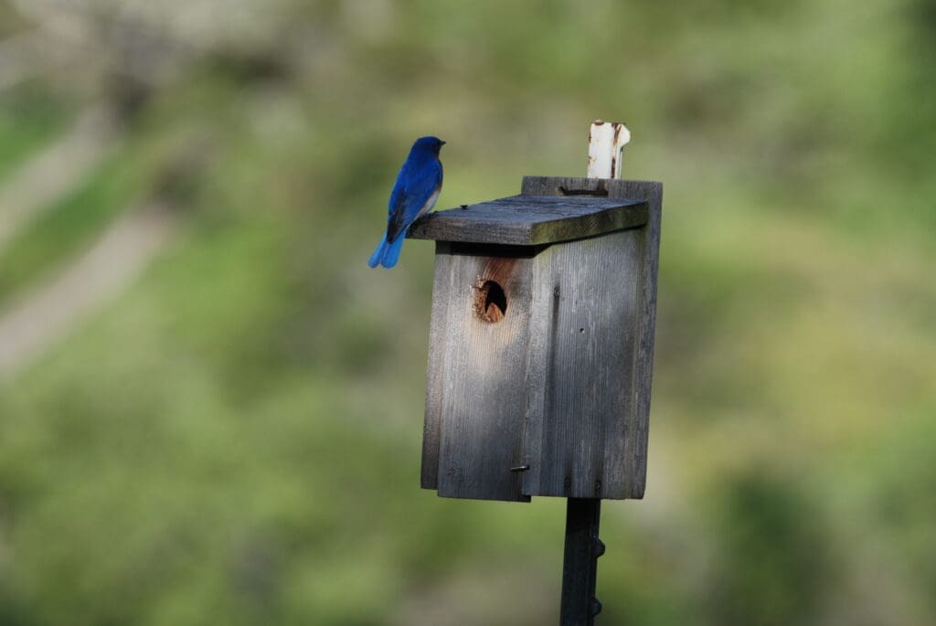 bluebird - Inn at Sunset Mill Ranch
