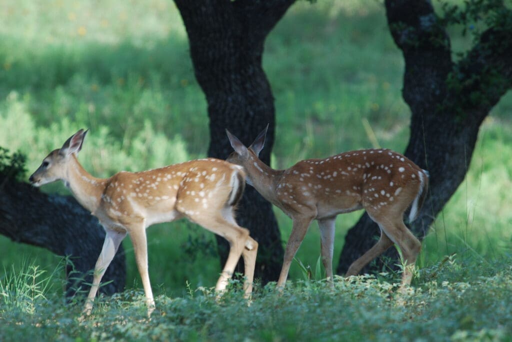 deer - Inn at Sunset Mill Ranch