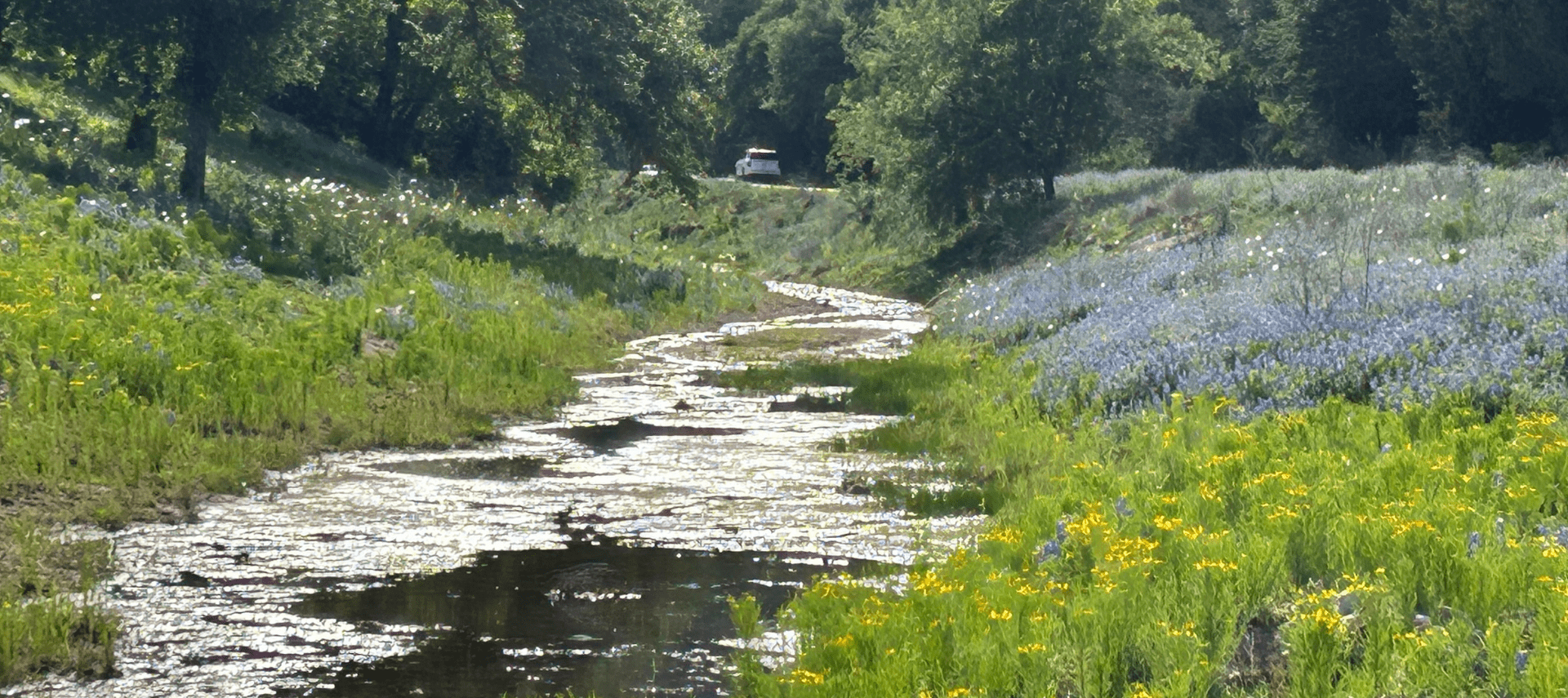 Image of blanco River and bluebonnets