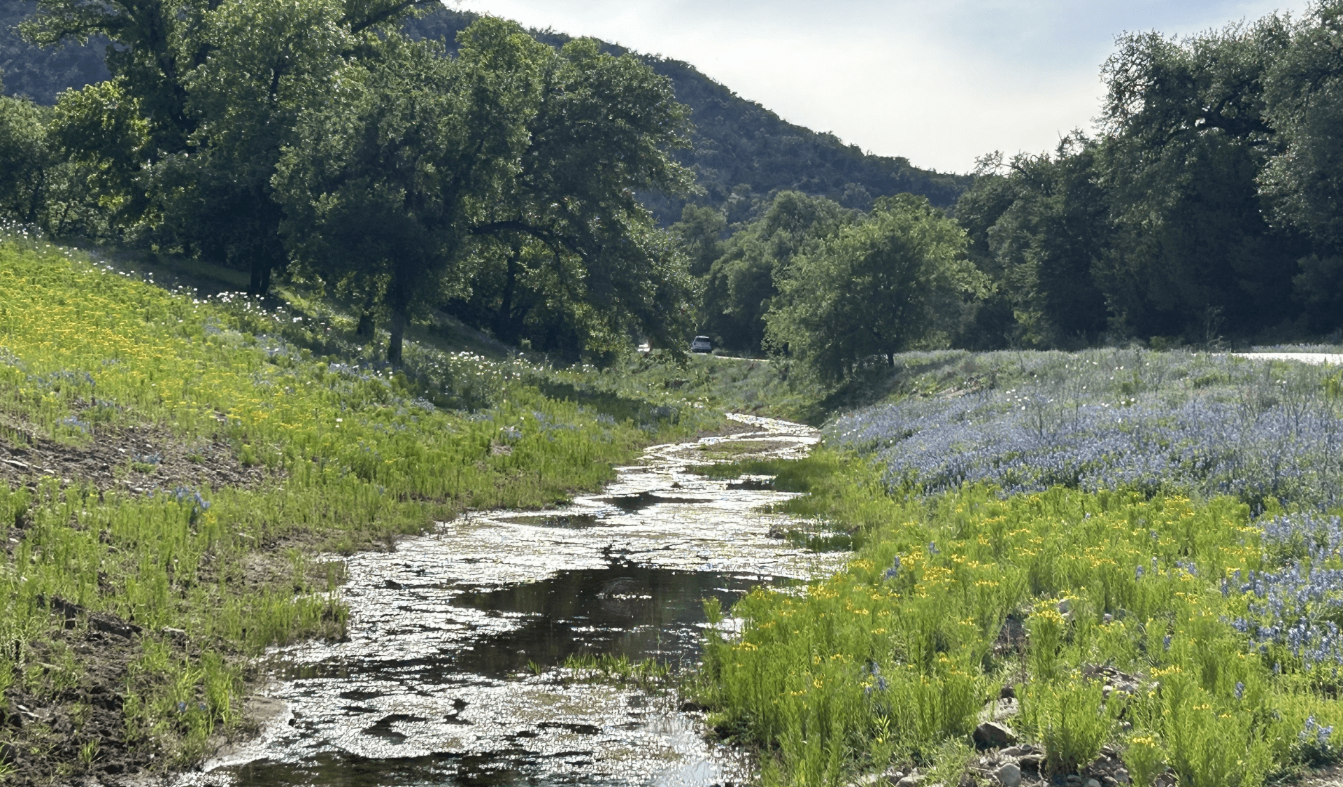 Image of wildlowers and stream in Texas Hill Country