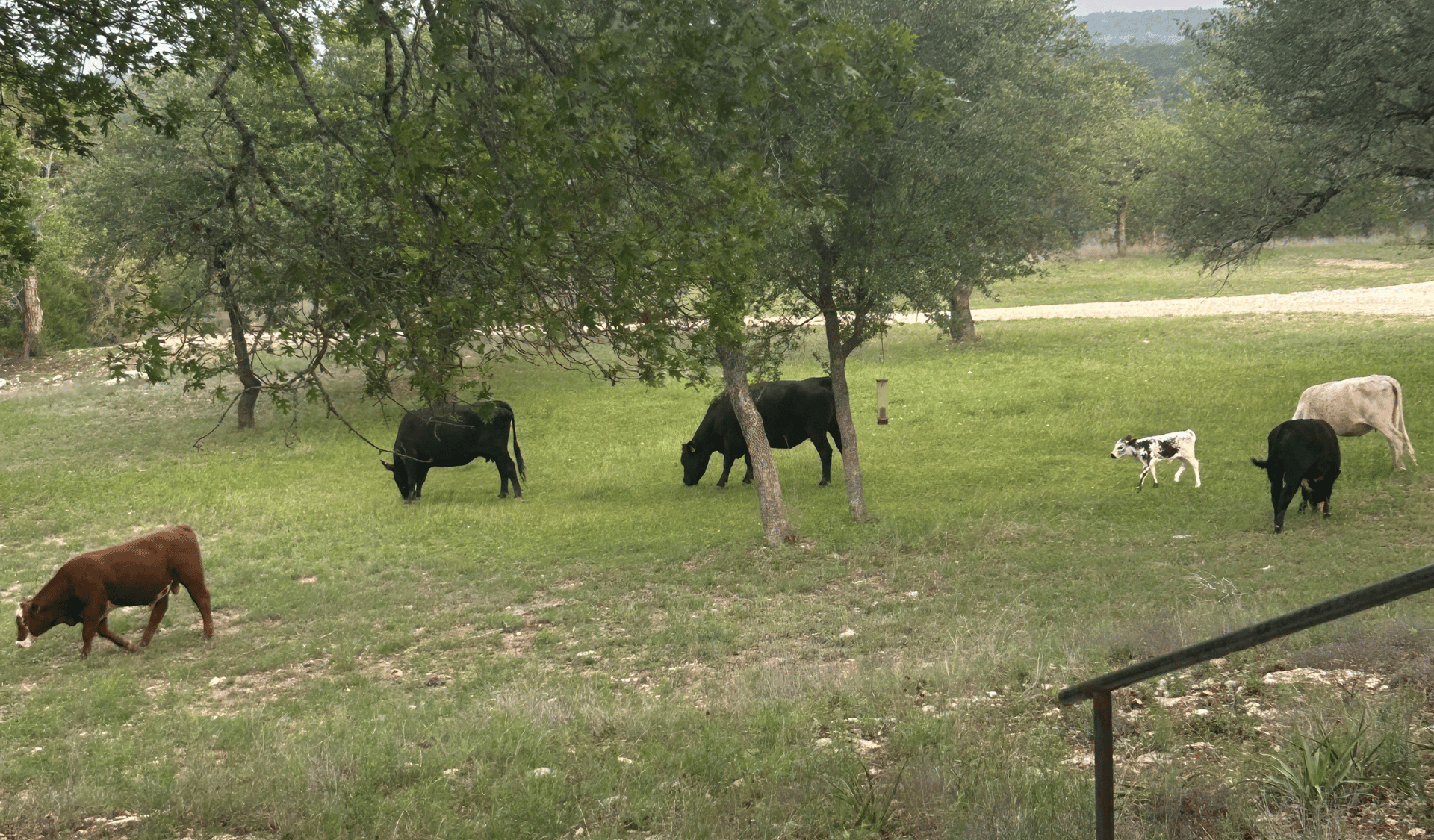Image of cows in pasture in Wimberley, Texas.